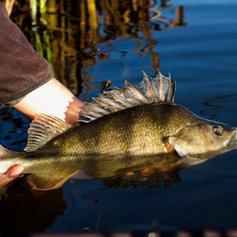 A How To Guide: Fishing For Perch With Lures