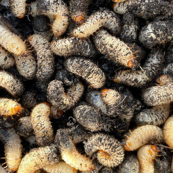 fishing with maggots