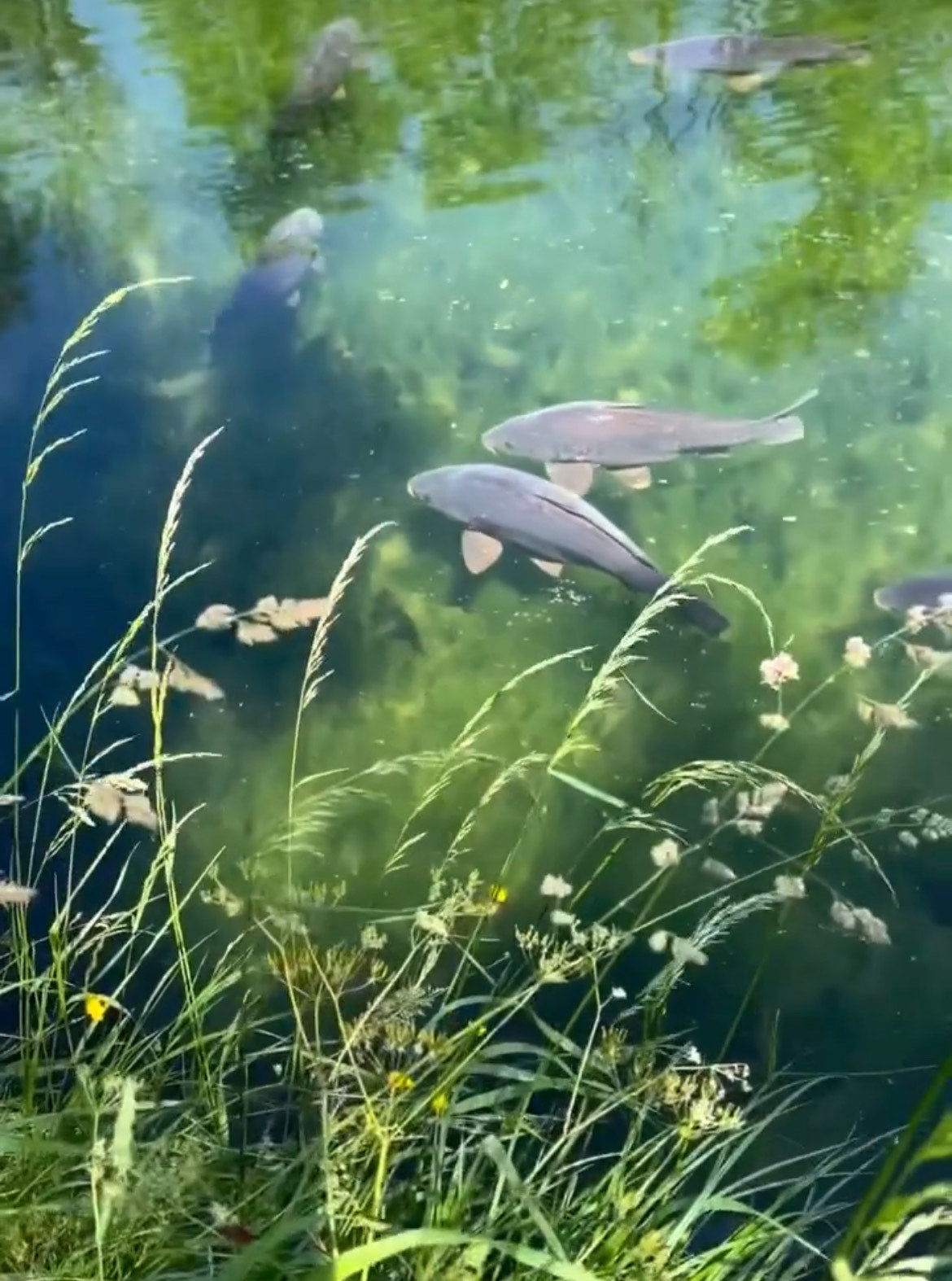 carp jumping out of water