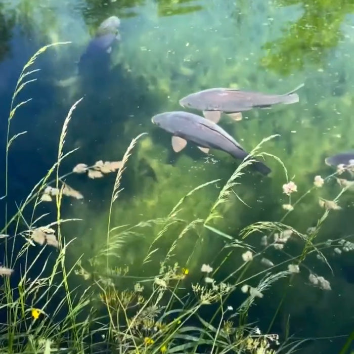 carp jumping out of water