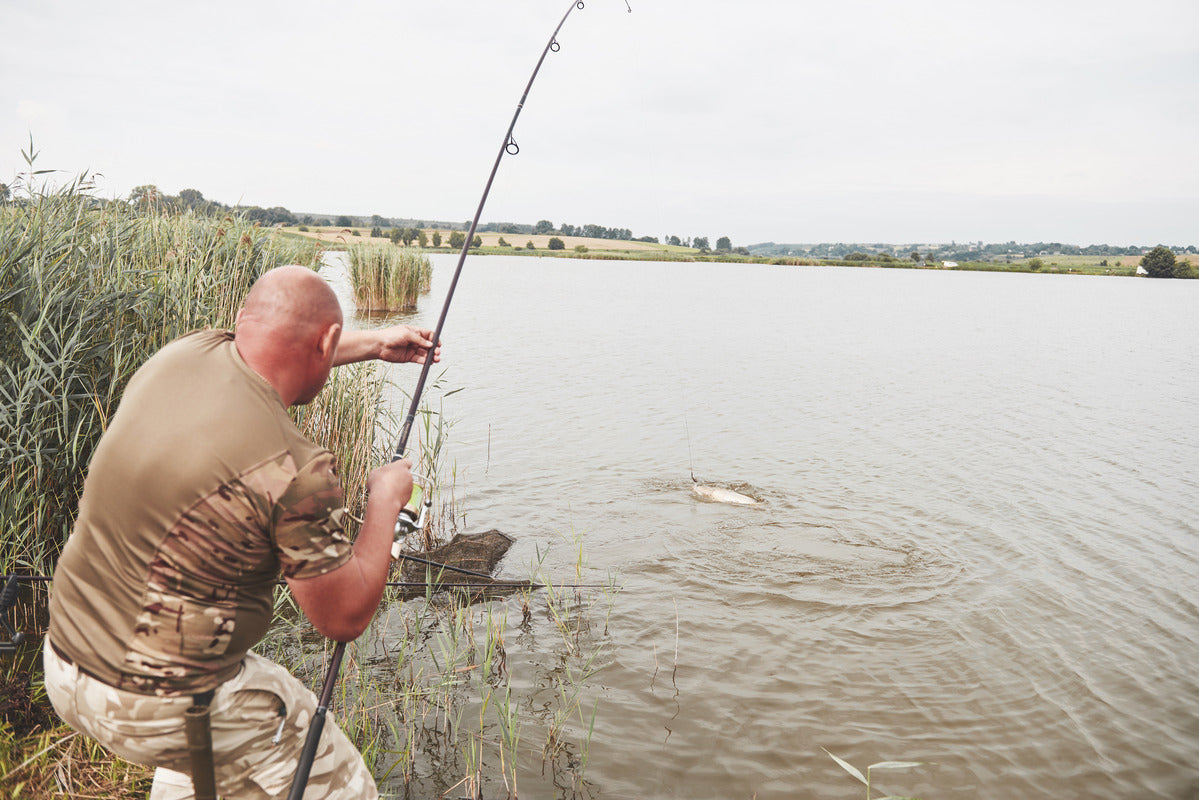 fisherman pulling out carp in summer