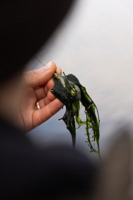 Korda Grapple Leads