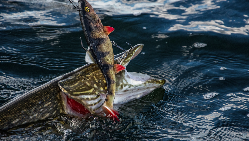 Carp Fishing Tackle Fishing Tackle Bait Shop CPS Tackle