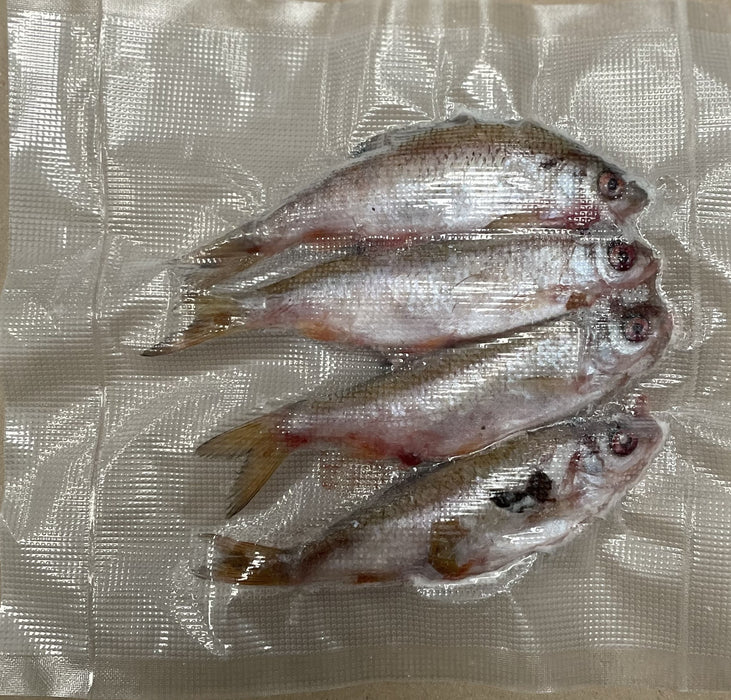 Apex Baits Small Coarse Fish 2"-5" (Roach,Bream,Hybrids)