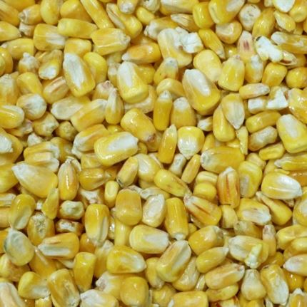 Whole Maize (1kg-20kg) - Dry Particle Bait